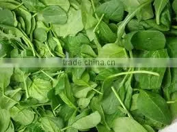 Fresh Spinach Turkish Dried Spinach Turkey by ALDERA QUALITY thumbnail-1