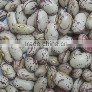 Cranberry Beans thumbnail-1