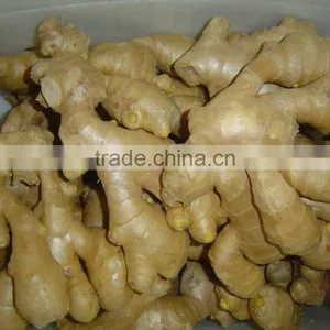 Fresh Ginger thumbnail-1