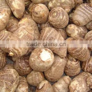 Fresh Taro thumbnail-1