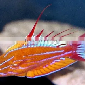 Wrasse thumbnail-1
