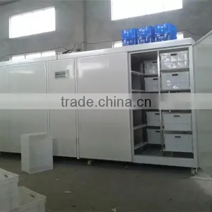 Hot Sale Green Mung Bean Sprout Machine thumbnail-6