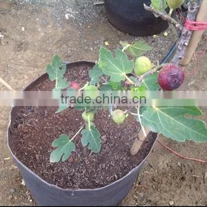 Tomato Grow Pot Smart Pot Non Woven Plant Bag (1 Gal to 1200 Gal) thumbnail-3