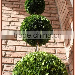 White Potted Preserved Triple Boxwood Balls Tree thumbnail-2