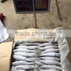 High Quality Fish Land Frozen Pacific Mackerel 150g-200g thumbnail-2