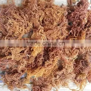 Eucheuma Spinosum With Good Price thumbnail-3