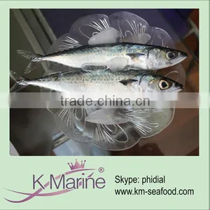 High Quality Fresh Mackerel Lot Number#kmw4032 thumbnail-1