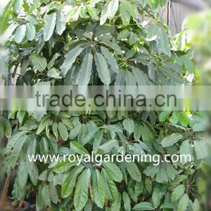 Schefflera(Umbrella Tree ) Shrub Trees thumbnail-2