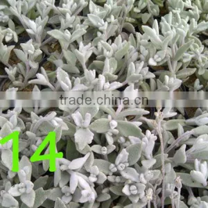 Succulent Plant Kalanchoe Eriophylla ' Snow' thumbnail-2