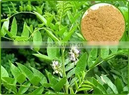 Glycyrrhiza Glabra thumbnail-2