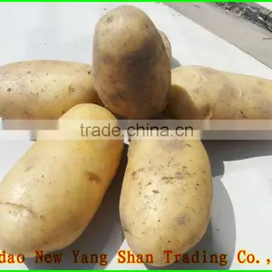 (HOT)TOMATOES/FRESH TOMATOES thumbnail-5