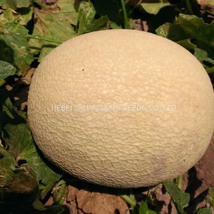 Extremely Early Mature High Setting Fruits Hybrid Round Melon Seeds for Growing thumbnail-3