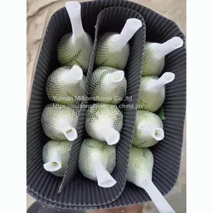 China Supply Long Stem Fresh Roses Natural Bulk Flowers Fresh Cut Roses From China 20pcs/bundle thumbnail-4