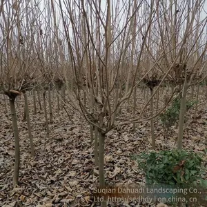 Magnolia Denudata Prices, Free Consultation, Base Quotation List thumbnail-5