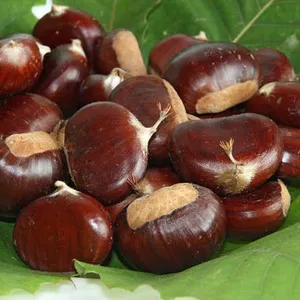 Bulk Jingdong Qinglong Chestnuts | Yanshan Mountain China Chestnut Factory thumbnail-5