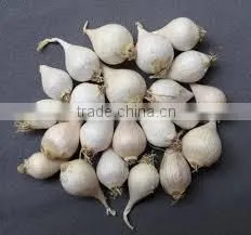 PERMIUM VIETMANESE FRESH GARLIC thumbnail-4