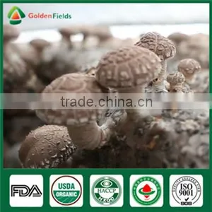 High Quality Fresh Shiitake Mushroom Growing Spawn Log Kit Company for Garden Farm Greenhouse thumbnail-1
