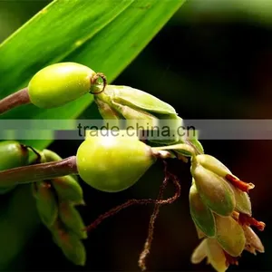100%Pure and Natural Barley Essential Oil,Chinese Barley Essential Oil thumbnail-1