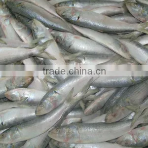 Frozen Sardine Whole Round thumbnail-4