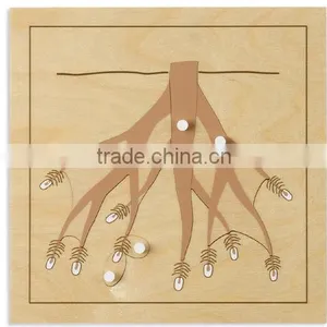 Physics Teaching Aids Model Root Puzzle thumbnail-1
