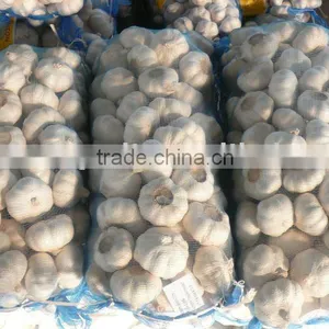 Garlic in 5kg Bags thumbnail-1