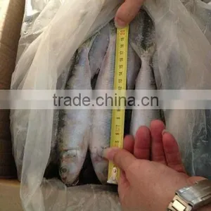 Hign Quality Sardine Grad A thumbnail-1