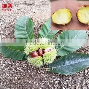 2016 New Crop Fresh Chestnut thumbnail-4