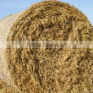 Wheat Straw Hay, Wheat Straw Bale, Straw Hay Bale, Dry Straw Hay Bale, Wheat Hay Bale thumbnail-1