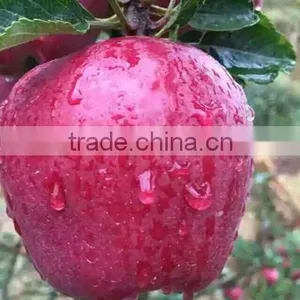 Sweetest Red Color Fresh Fruit Huaniu Apple From China thumbnail-1