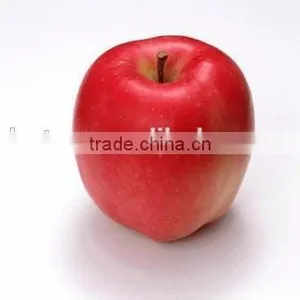 Factory Supply 100% Natural Apple Extract, Apple P.E. thumbnail-3
