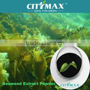 Wholesale Dried Seaweed Manuacturer thumbnail-1