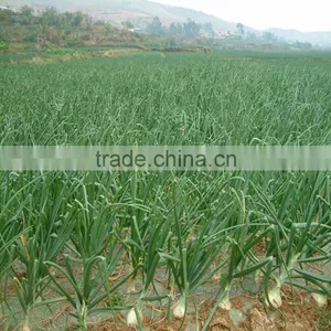 Mini Farm Machinery Garlic Seeder Machinery thumbnail-6