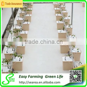 Holland Bucket Hydroponic System thumbnail-3
