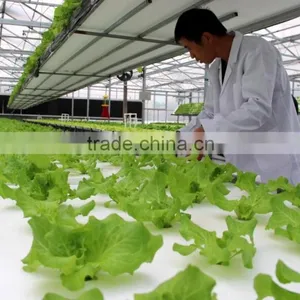 Hydroponic Systems Greenhouse thumbnail-2