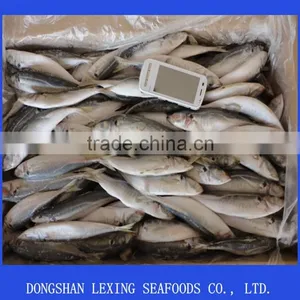 Frozen Horse Mackerel thumbnail-1