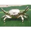 Gold-plated Crab Ecological Simulation/Hairy Crab thumbnail-2