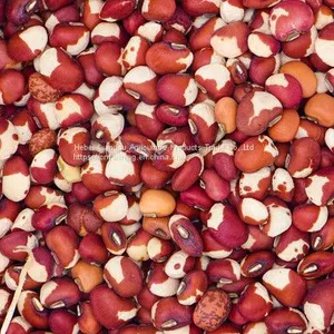 Beans thumbnail-2
