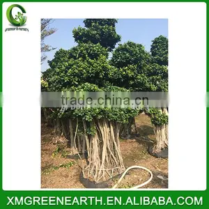 Ficus Microcarpa Bonsai 3m (3) thumbnail-1
