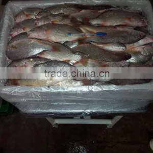 Frozen Yellow Croaker thumbnail-4