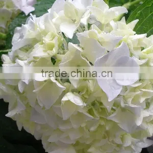 Beautiful New Products Pink Natural Hydrangea Flower thumbnail-1
