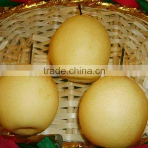 Chinese Fresh Ya Pear thumbnail-1
