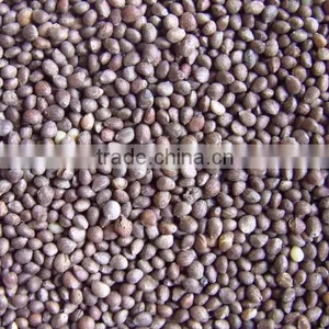 Bulk Perilla Seed for Sale, 2014 Crop thumbnail-1