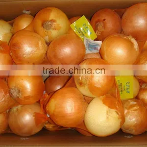 Yellow Onion Big Size thumbnail-2