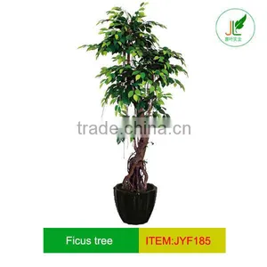 Artificial Ancient Ficus Tree and Well-known Trees thumbnail-1
