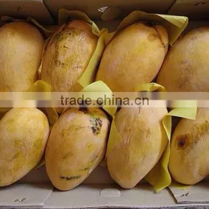 Best Quality Fresh Mango thumbnail-4