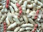 2014 Crop Shandong Peanut thumbnail-1
