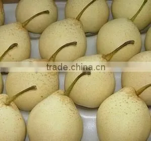 China Fresh Sweet ya Pear With High Quality thumbnail-4