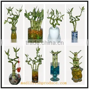 Lucky Bamboo Plants Wholesale thumbnail-3