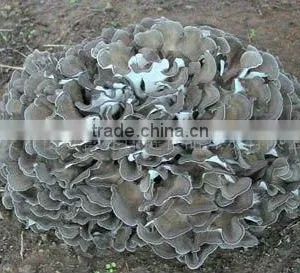 30% Polysaccharides UV-VIS Maiitake Mushroom Extract thumbnail-1