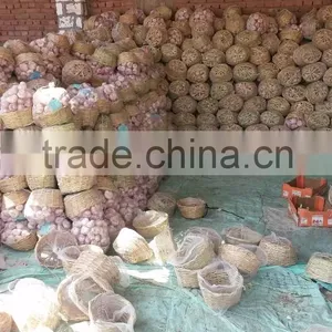 Liliaceous Vegetabless Product Type and Garlic 2017 thumbnail-2